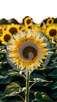 Sunflower field in sunlight, ecology concept