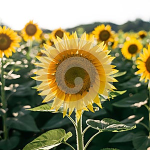 Sunflower field in sunlight, ecology concept