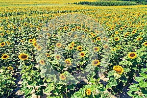 Sunflower field on a sunny day