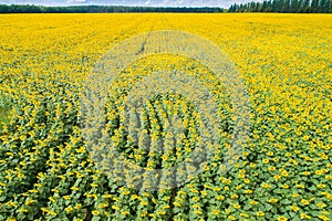 Sunflower field on a sunny day