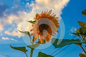 Sunflower in the field during sunny day
