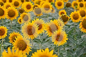 Sunflower field in sunny summer day