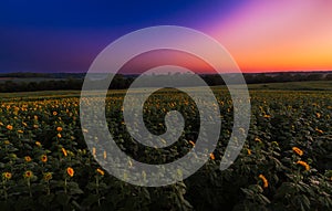 Sunflower Field Sunrise