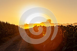 Sunflower field at sunrise along the Chemin du Puy, French route of the Way of St James