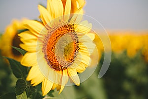 Sunflower field on Sunrise