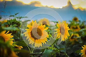 Sunflower in the field with sunset