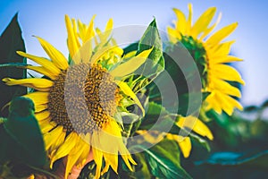 Sunflower field at sunset