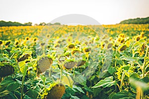 Sunflower field at sunset