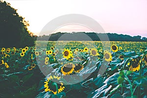 Sunflower field at sunset