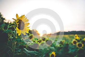 Sunflower field at sunset