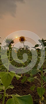 Sunflower field sunset