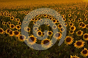 Sunflower field at sunset