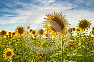 Sunflower field at sunset