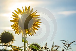 Sunflower field at sunset