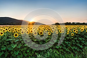 Sunflower field at sunset