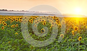 Sunflower field on sunset