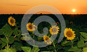 Sunflower field in sunset