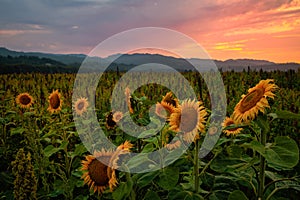 Sunflower Field at Sunset, Northern California, USA