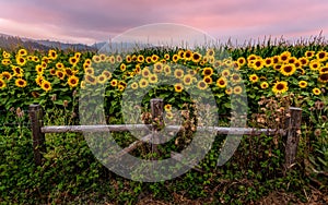 Sunflower Field at Sunset, Northern California, USA