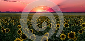 Sunflower Field at Sunset in the Rocky Mountains