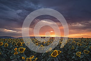 Sunflower field at Sunset