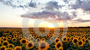 Sunflower field at sunset. summer colored landscape