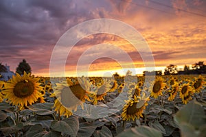 Sunflower field sunset