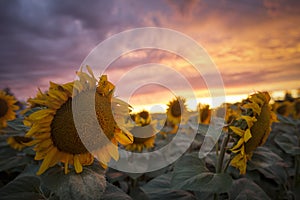 Sunflower field sunset