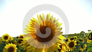 Sunflower field during sunset, Tilt up camera, Amazing beautiful backgound