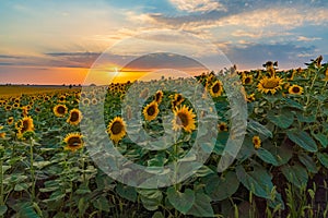 Sunflower field at sunset time