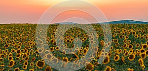 Sunflower field at sunset time