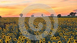 Sunflower field sunset Time Lapse