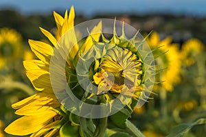 Sunflower field. Sunset time