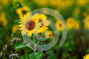 Sunflower field in sunshine, bright vibrant flower landscape in summer time, beautiful sun flower blossoms, many plants with lush
