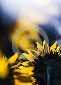 Sunflower field