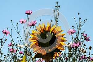 Sunflower in a field in the sunshine up close from behind