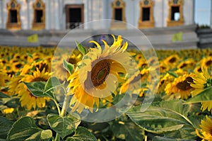 Sunflower field surrounding beautiful architecture of Buddhist temple