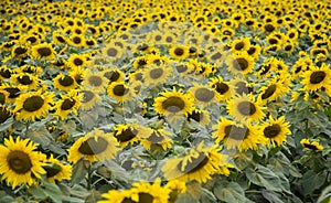 Sunflower field of TH true milk factory