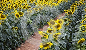 Sunflower field of TH true milk factory