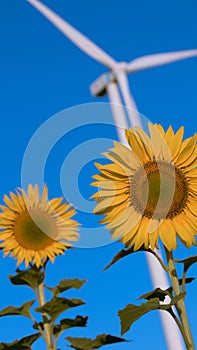 Sunflower field There is a windmill behind it