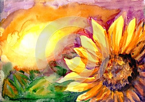 Sunflower field in time sunset
