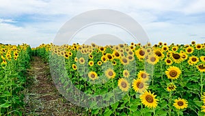 Sunflower in the field the travel landmark of Thailand