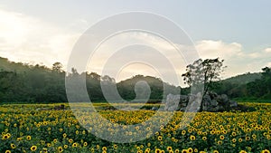 Sunflower in the field the travel landmark of Thailand