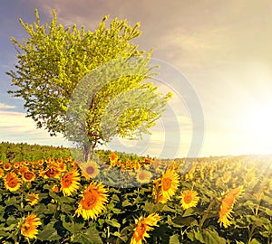 Sunflower field with tree