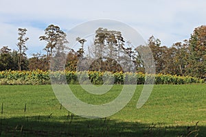 Sunflower field and trees