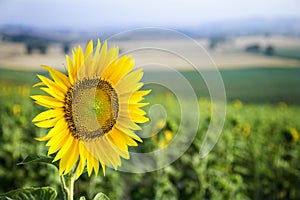 Sunflower in field img