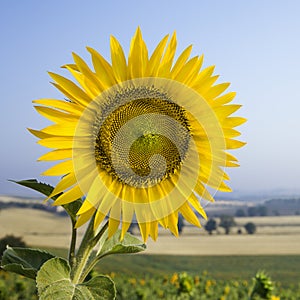 Sunflower in field in Tuscany, Italy.