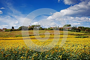 Sunflower field in Tuscany