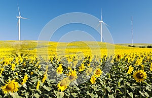 Sunflower field with two windmills