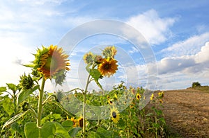 Sunflower field under amazing blue sky